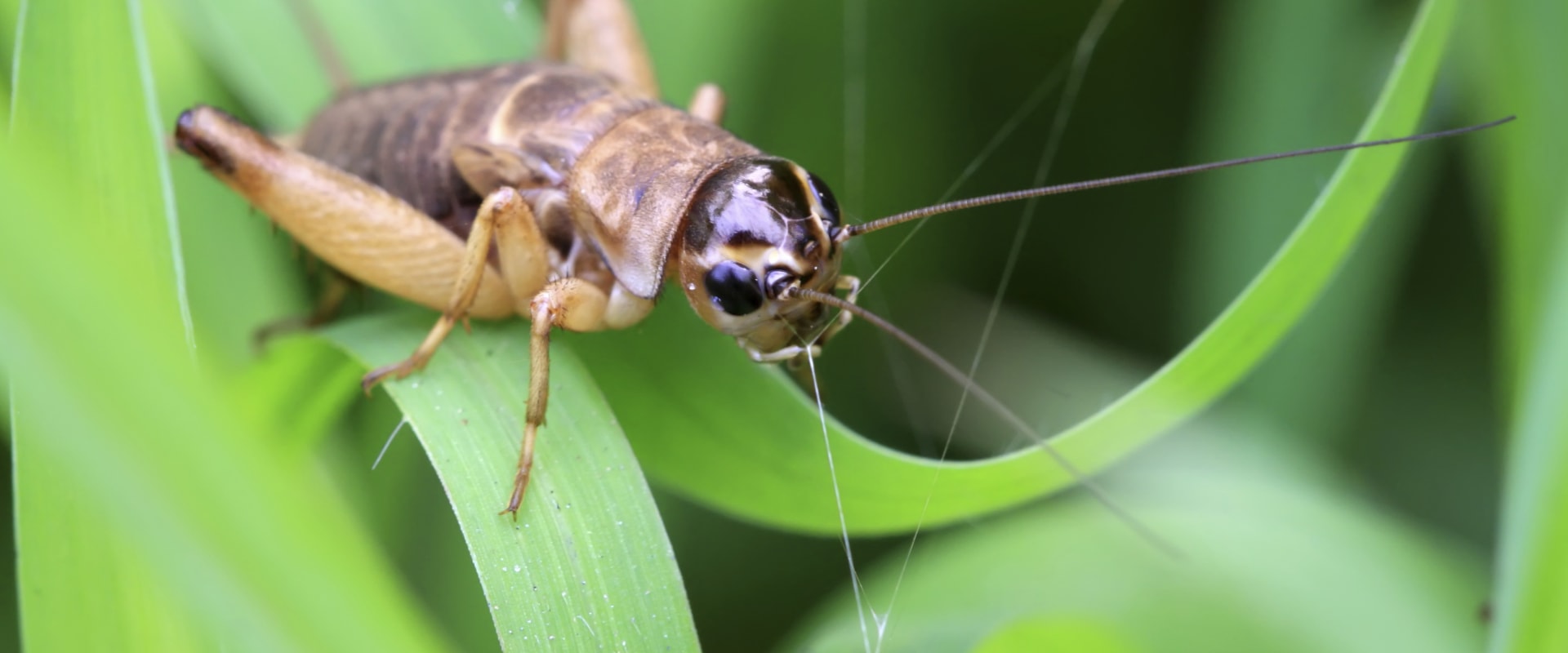 Can crickets predict weather?