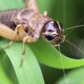Can crickets predict weather?